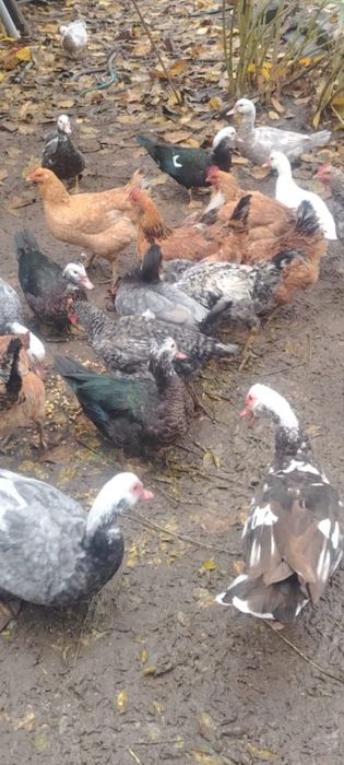 Vând rațe și rățoi mute crescute bio ,