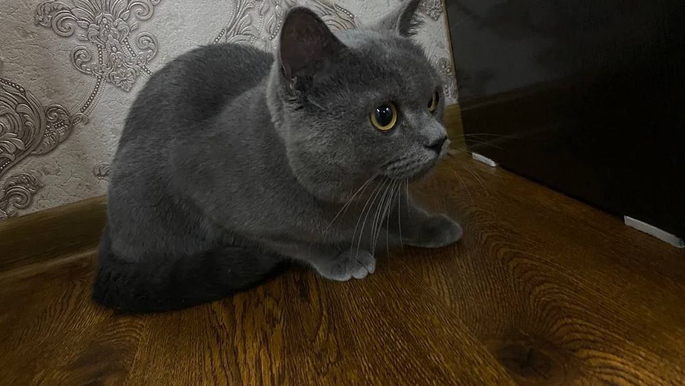 Skotish fold sotiladi. Srochna sotiladi