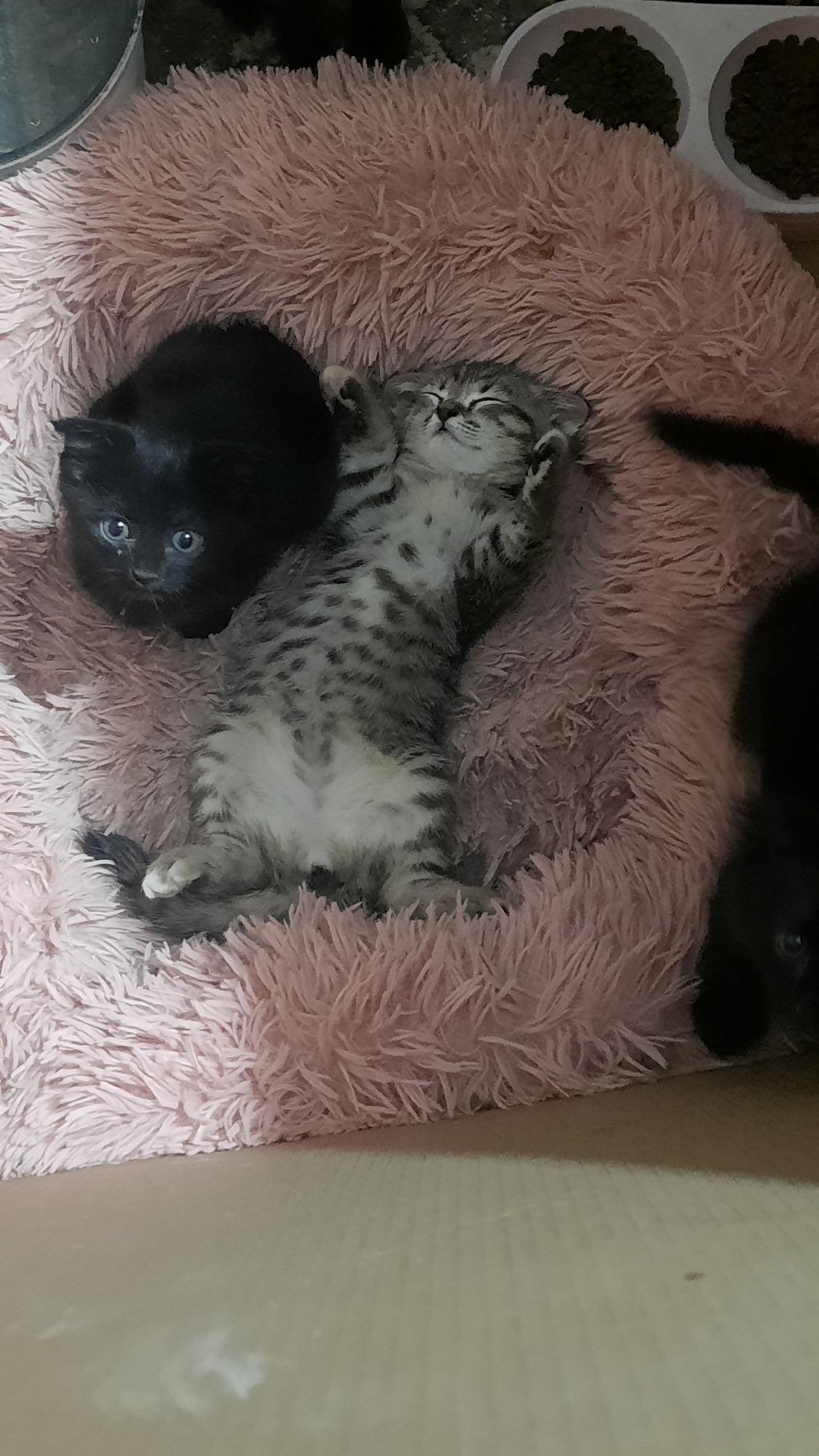 Скоттиш фолд метис