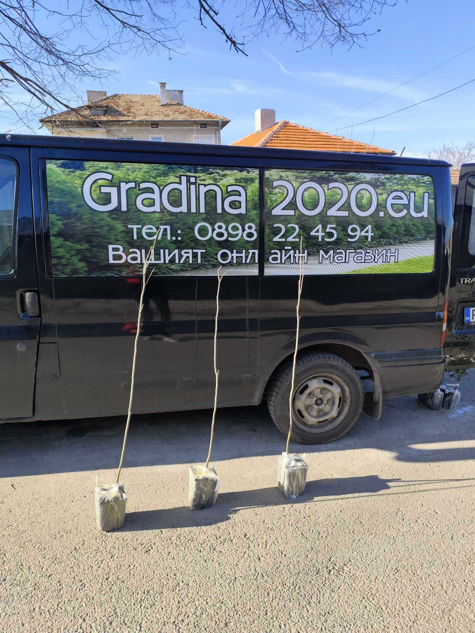 Разсад Орех Пекан