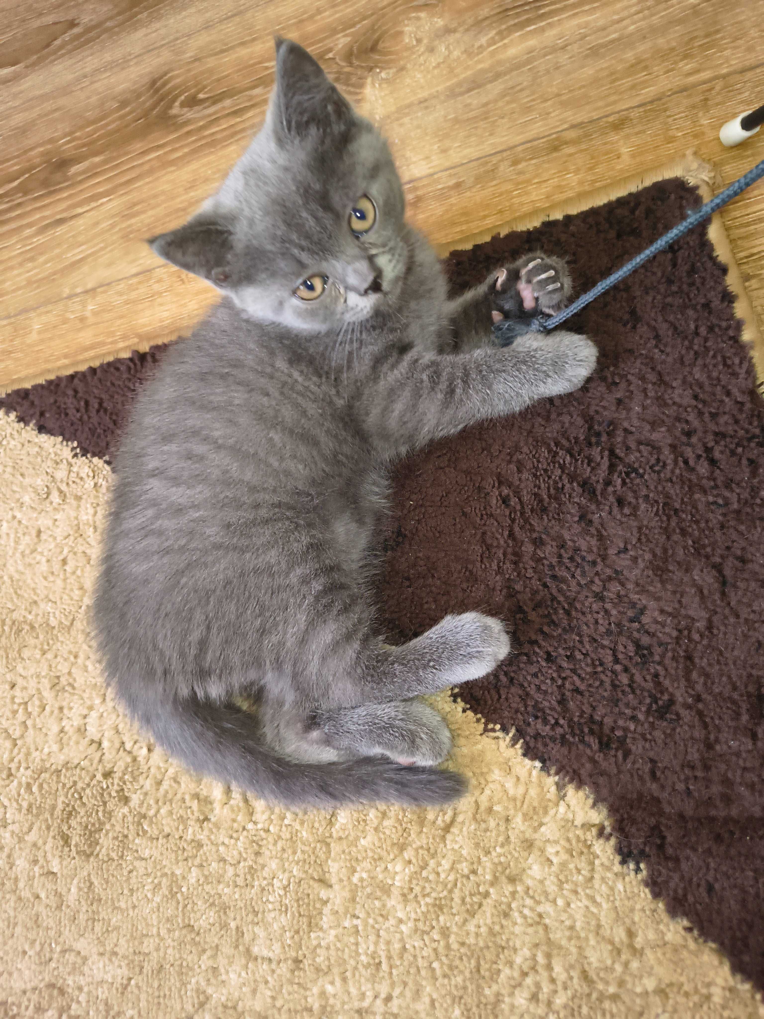 Британски котенца
