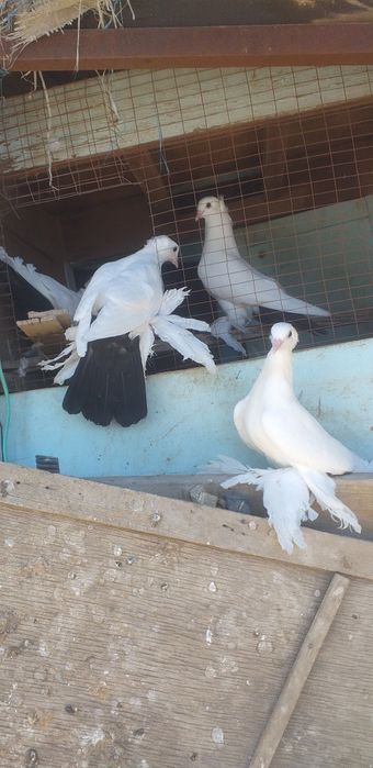 Продажа голуби образные черно хвосты бакинцы