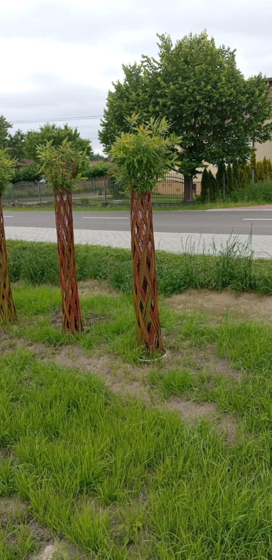 Плетена декоративна върба, туя