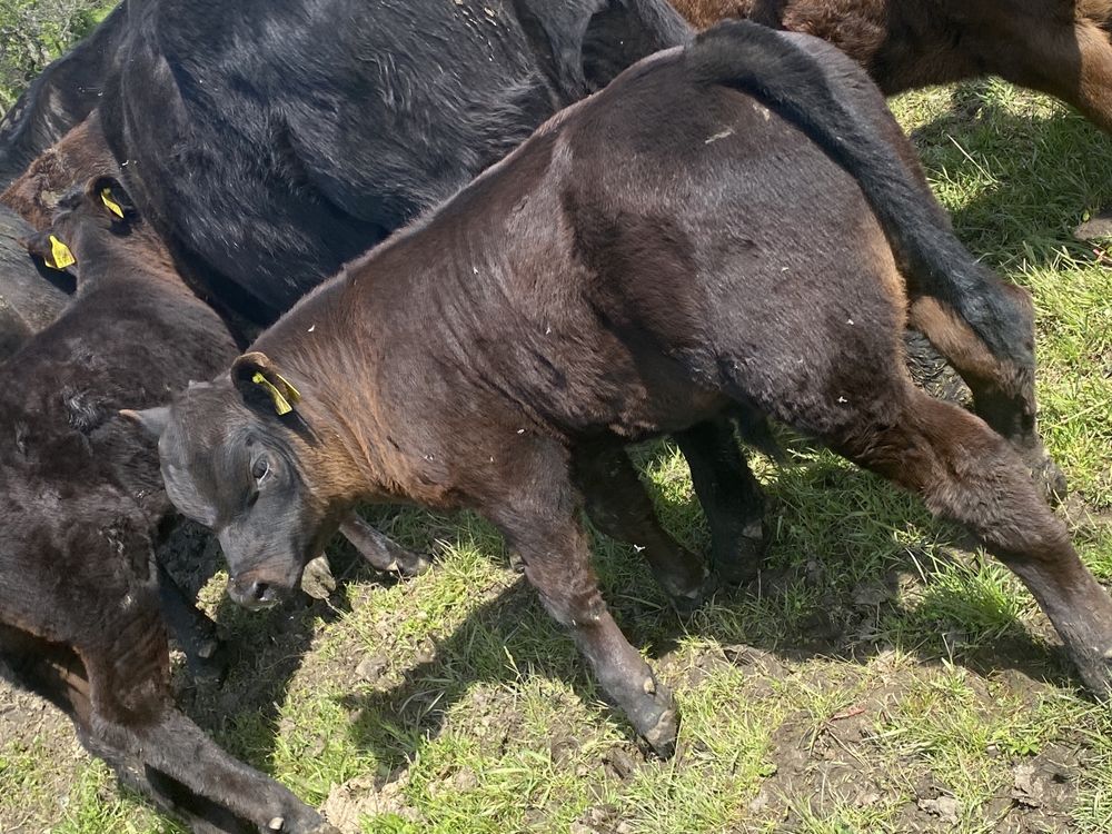 Vând vaci angus cu origine