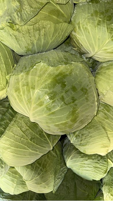 Varza cataleya 1 leu kg