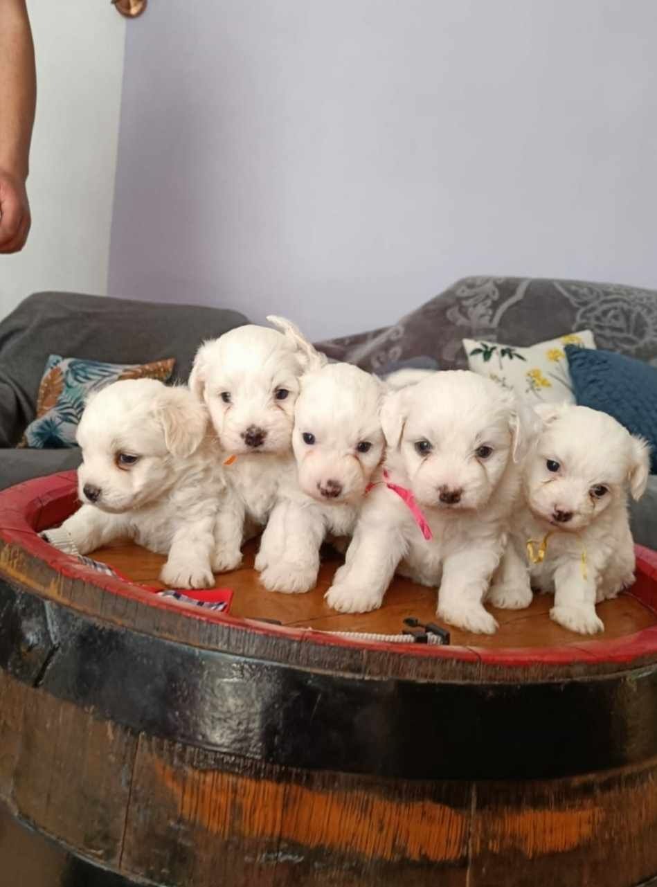 DONEZ Bichon maltez 9 saptamani detin pedigree