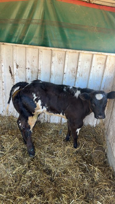 Vand o femela belga 75 %