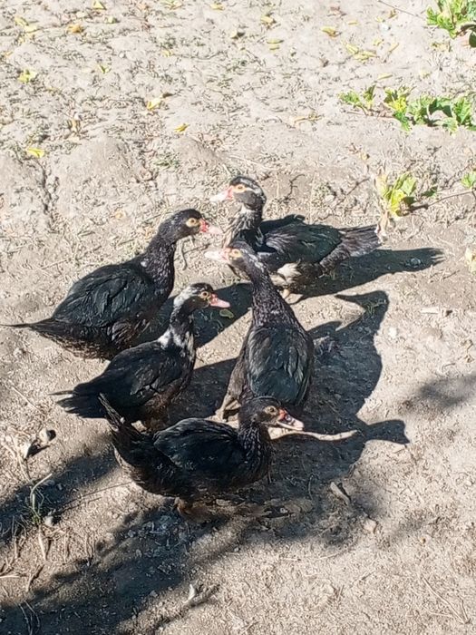 Индийский урдак сотилади. Бахорги жужалар