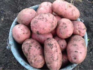 Продам картофель дачный