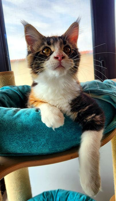 Pisică Maine Coon- superba Freea