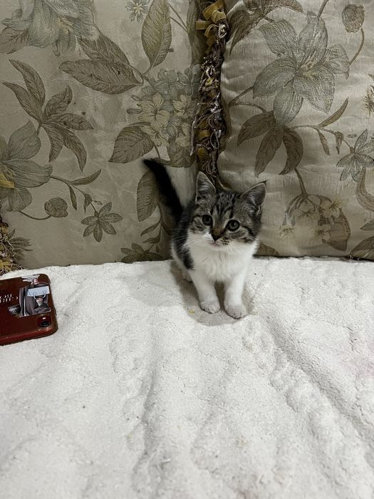 Британский котенок