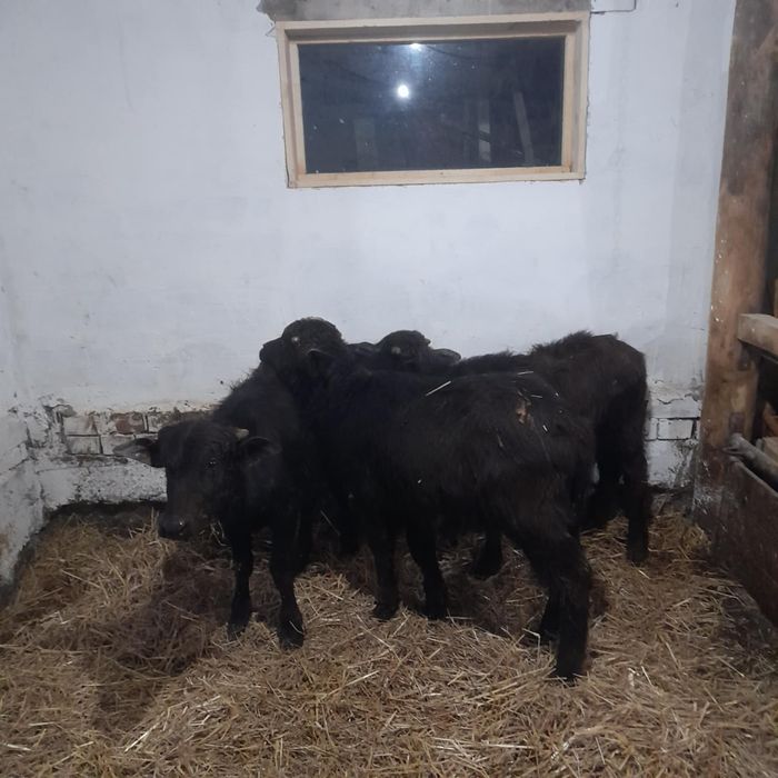 Vând 3 vitei de bivoli