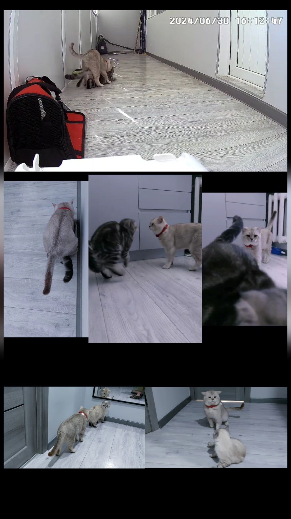 Вязка!! Прямоухий кот