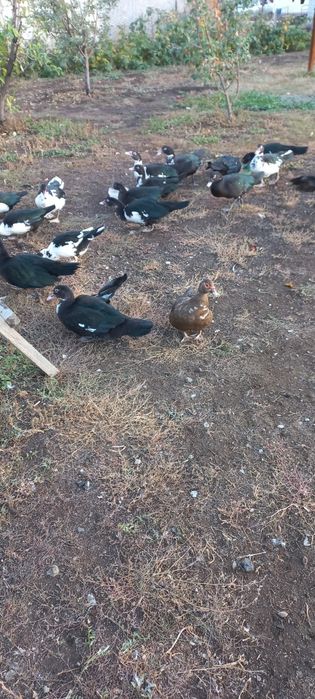 Продам индоуток  большой кросс на племя