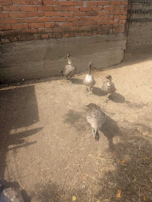 Vand gaste hawaiene (Branta sandvicensis)