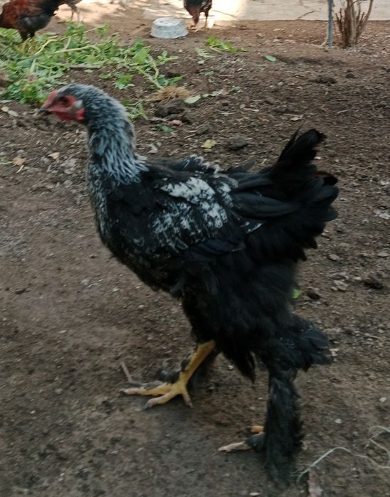 Jojahoroz zotli paranda