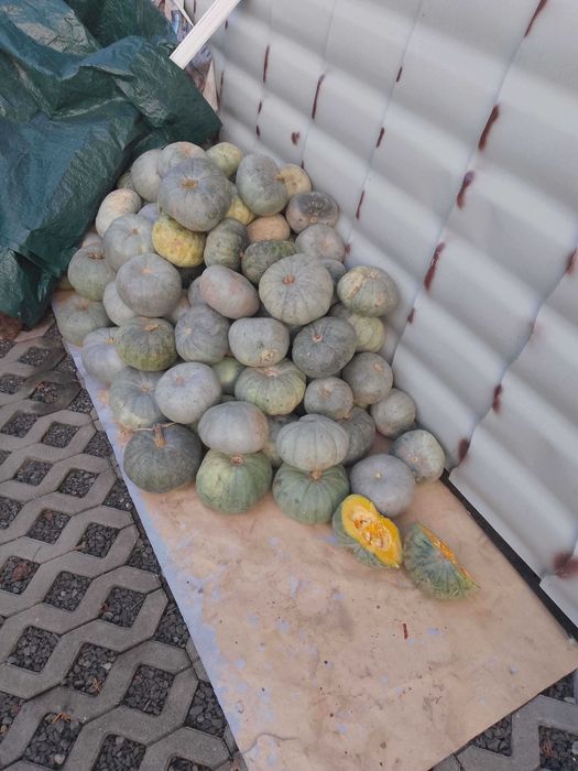 Vand 300kg bostani porcesti 1leu kg