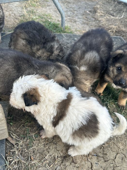 Donez cățeluși de talie mică de curte