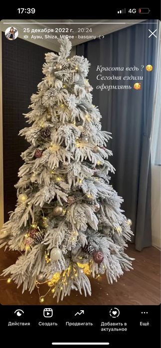 Елки ёлки ель в аренду шырша