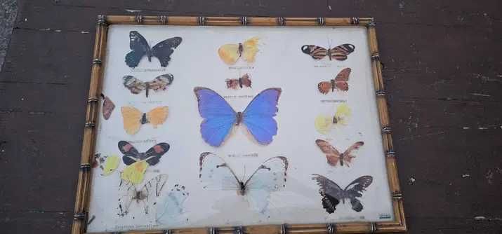 decor panoplie tablou cu fluturi adevarati
