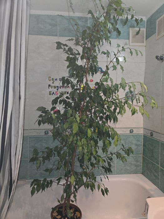 Продам цветок фикус бенжамина