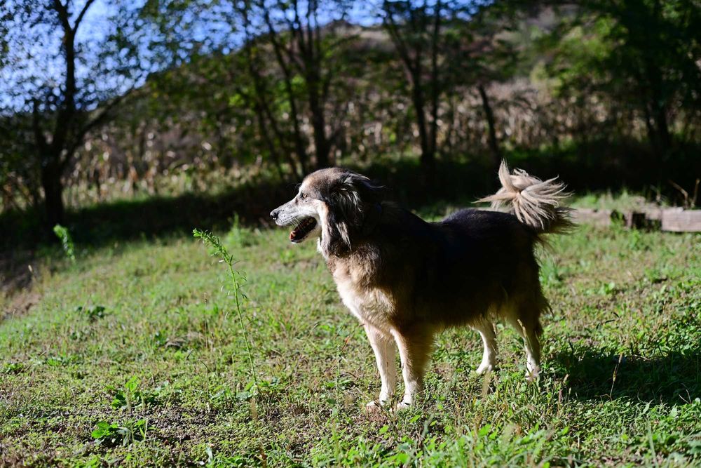 Câine pentru adopție