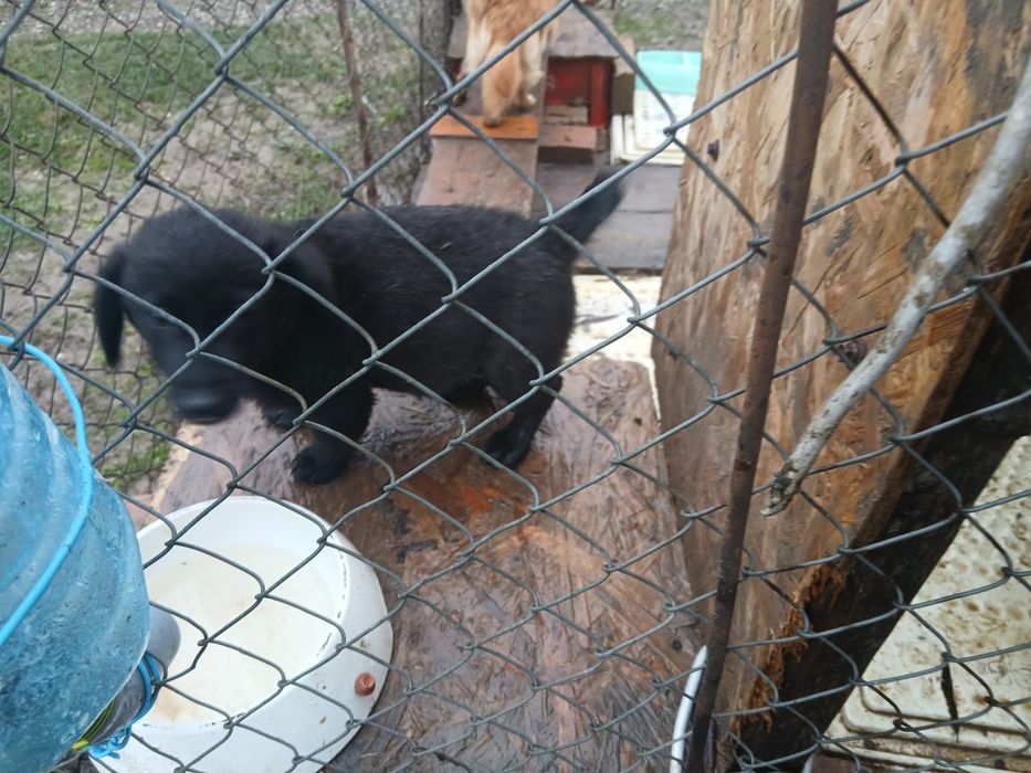 Donez o catelusa de talie medie