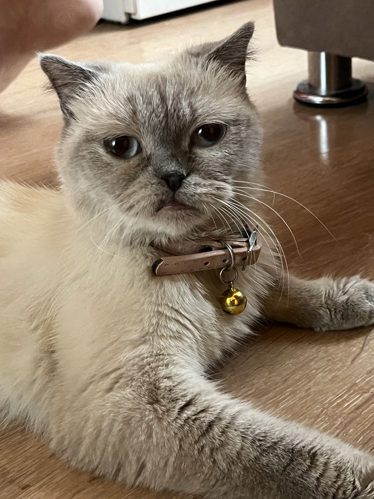Продается кошка skottish strayt okras point