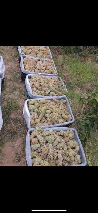Struguri de vin transport la domiciliu gratuit