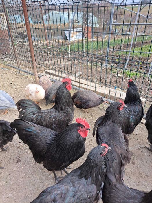 Vând cocoși Austrolop negru