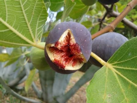 Pomi Fructiferi (Soiuri De Smochini)