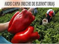 Semințe ardei capia, tomate, gogoșar, castraveți, ceapă Buzău