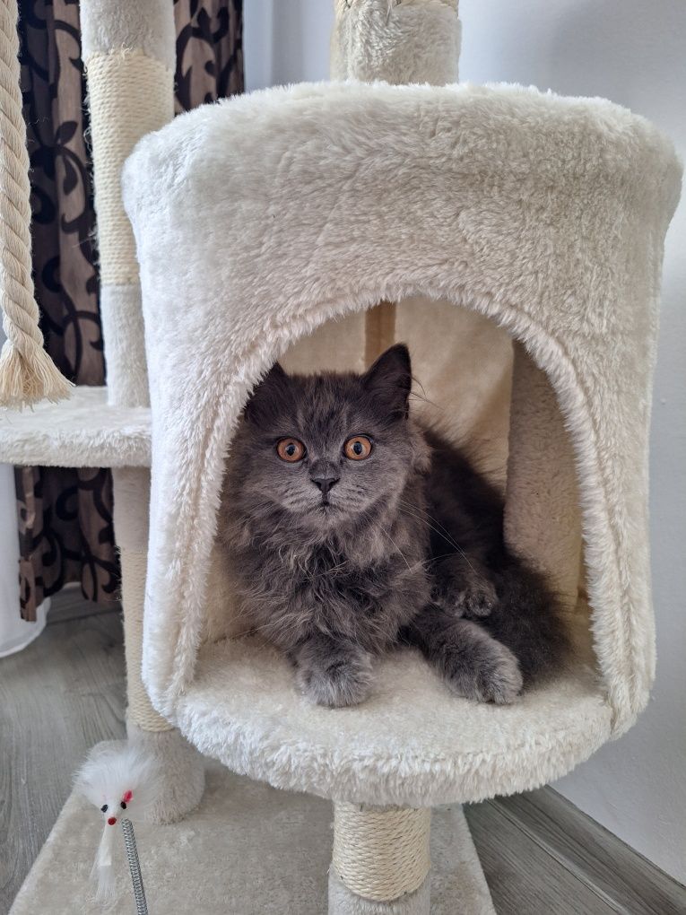 British Longhair