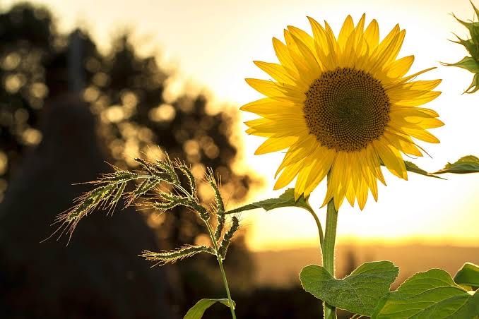 Floarea soarelui livrare in Botosani