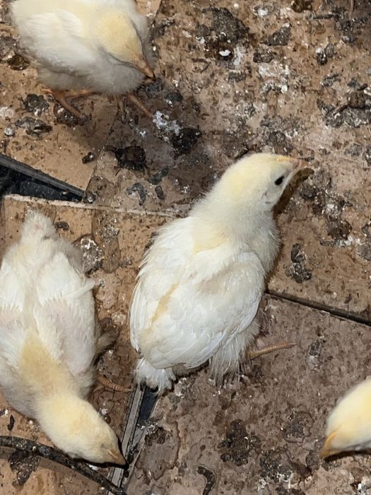 Joja broller sogʻlom