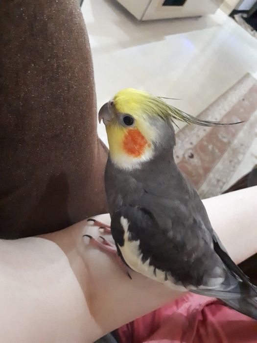 Карелла попугай