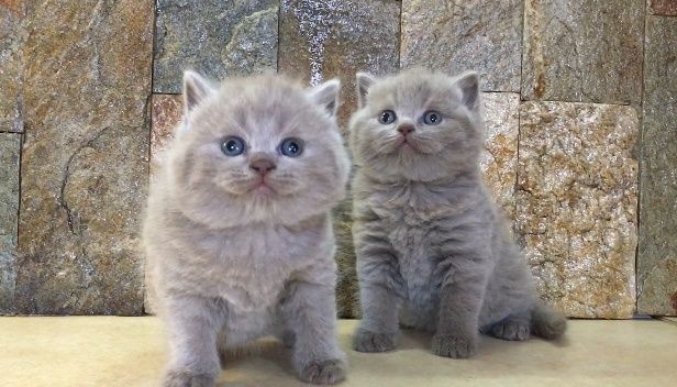 Британска късокосместа