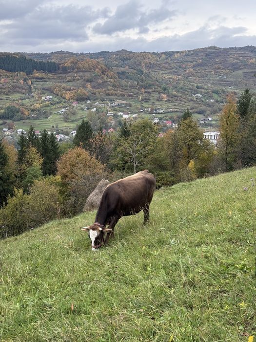 Vând vaca la prima fătare