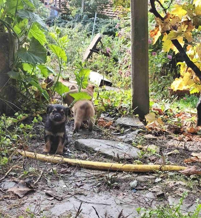 Подарявам Кученца