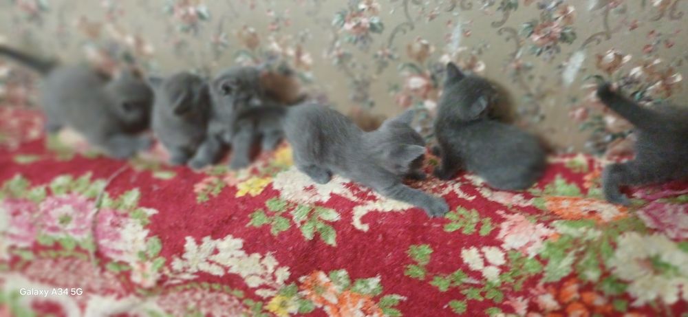 Скоттиш страйд мушукча угил