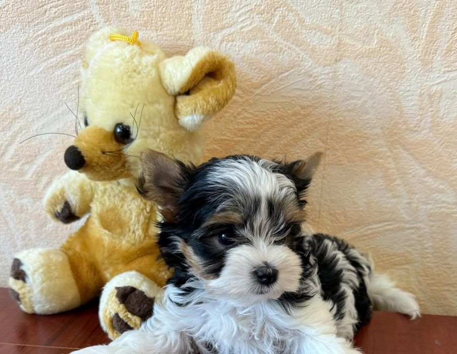 Бивер йоркширски териер