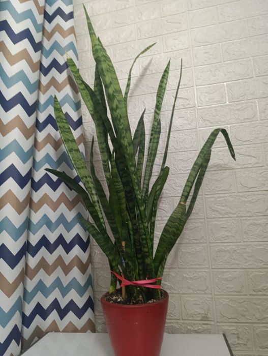 Комнатный цветок, "Ослиные уши"