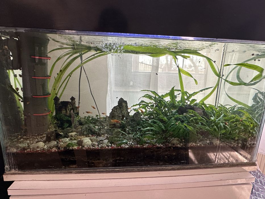 Acvariu 80 L cu pesti si accesorii