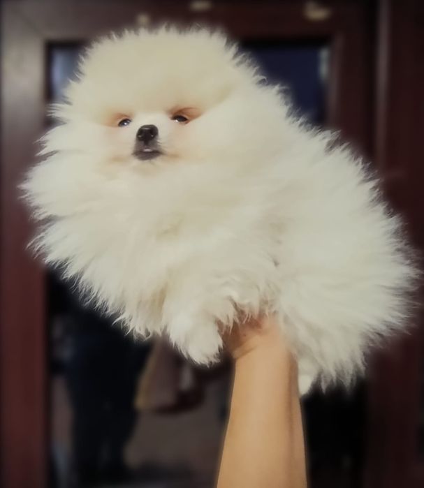 Pomeranian femela mini toy