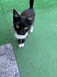 Pisica aproximativ 2 luni de adoptat