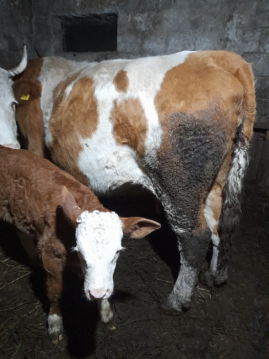 Vacă cu vițel de vanzare