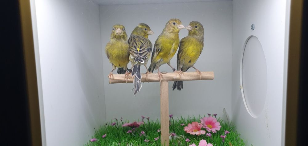 Canari razza espaniol  2025