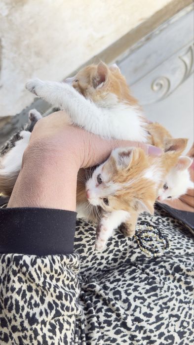 Mushuk bollari sotiladi xonaki hammasi chiroyli