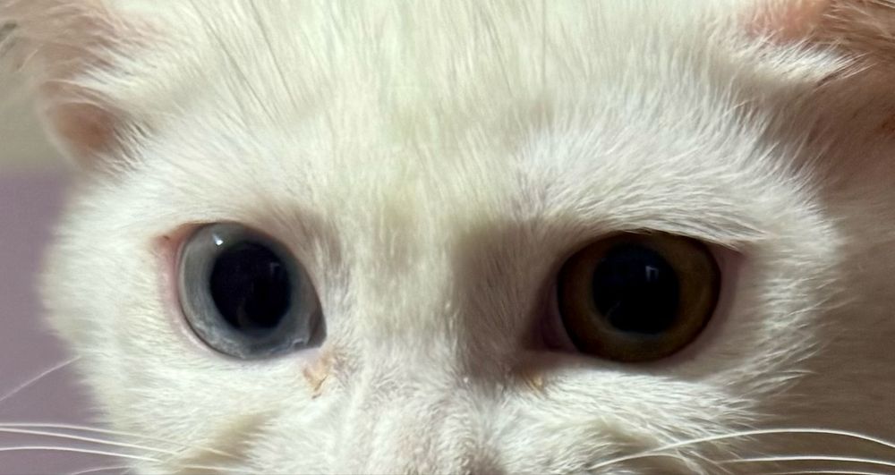 Скитиш страй необычным окрасом глаз