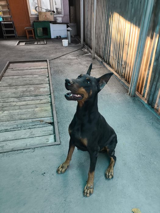 Отдам Друга в хорошие руки